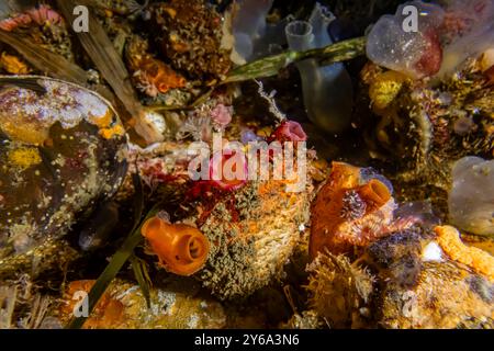 Bunte Tunicate (größerer, rot gestreifter Siphon), Boltenia villosa, mit glänzendem Rotem Meerstrahl (kleiner, orange), Cnemidocarpa finmarkiensis, auf Dock in E Stockfoto