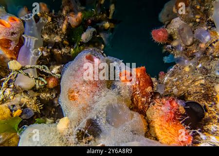 Jelly Crust Tunicate wächst auf dem Dock in Edmonds Marina am Puget Sound, Washington State, USA Stockfoto