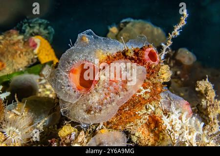 Jelly Crust Tunicate wächst auf dem Dock in Edmonds Marina am Puget Sound, Washington State, USA Stockfoto