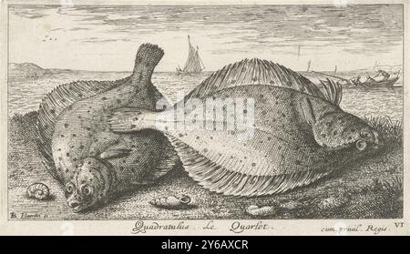 Zwei Schollen am Strand, Quadratulus. Le Quarlet. (Titel zum Objekt), Fische und andere Meerestiere - Salzwasser dritte Reihe (Titel der Serie), Poissons de mer (Titel der Serie), Druck, Druckerei: Albert Flamen, (auf dem Objekt erwähnt), Jacques van Merlen, Lodewijk XIV (koning van Frankrijk), (auf dem Objekt erwähnt), Druckerei: Paris, Frankreich, 1664, Papier, Ätzen, Höhe, 105 mm x Breite, 179 mm Stockfoto