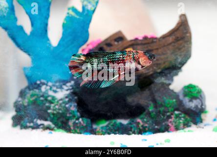 Bunte Beta Fighting Fish in einem Fischtank Stockfoto