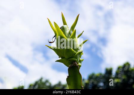 Details Nahaufnahme einer gelben Drachenfrucht. Ein kommerzieller Drachenfruchtgarten in einem abgelegenen Dorf. Reife rote und grüne Früchte mit blauem Himmel Stockfoto