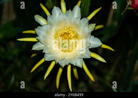 Die Drachenblume blüht nachts oder abends. Große Drachenblüten in Rosa, Gelb und weiß sind große Blüten umgeben von weiß-gelben Blüten Stockfoto