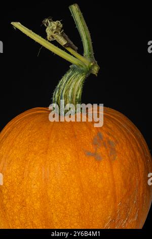 WA25723-00... WASHINGTON - Stab und Ranke an der Spitze eines Kürbis. Stockfoto