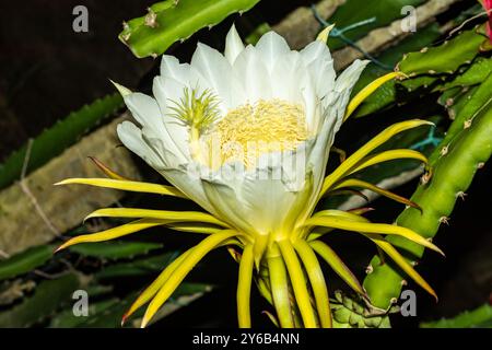 Die Blumen der Drachenfrucht haben schöne Blüten und gelblich-weiße Farbe. Drachenfrucht wächst auf einer Kletterkaktus-Rebe, die atemberaubendes weiß produziert Stockfoto