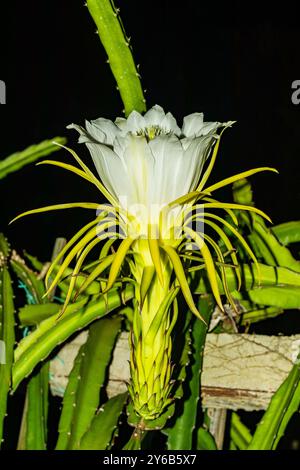 Drachenfrucht ist auch als Pitaya bekannt. Drachenfruchtblume in einer Bio-Farm. Diese Blume blüht in 4 Tagen, wenn die Bestäubung vorbei ist. Eine Drachenfrucht Pflanze Stockfoto