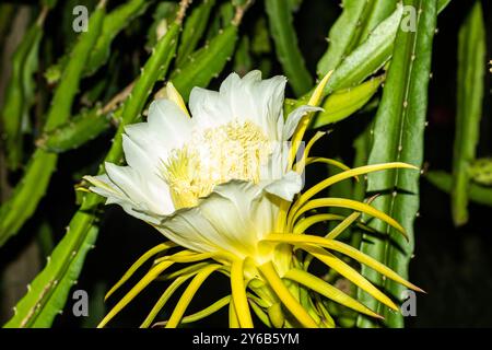 Drachenfrucht wächst auf dem Hylocereus-Kaktus, auch bekannt als Honolulu-Königin, dessen Blüten nur nachts geöffnet sind. Drachenfrucht ist auch als Pitaya bekannt Stockfoto