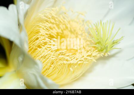 Nächtliche oder abendblühende Drachenblüten sind im Detail auf weißem Hintergrund zu sehen. Drachenblume ist eine große Blume, die von weiß-gelbem peta umgeben ist Stockfoto