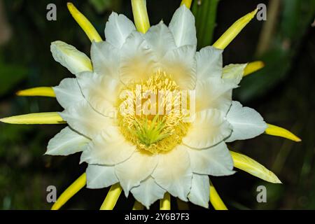 Nacht- oder abendblühende Drachenfrucht-Pflanze. Rosafarbene, gelbe und weiße Drachenblüten umgeben von weiß-gelben Blüten Stockfoto