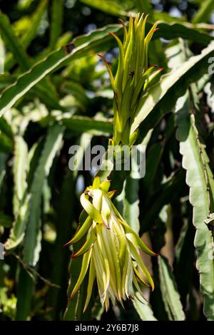 Pitaya- oder Drachenblumen sind ca. 8 cm breit und haben einen wunderschönen Duft. Hylocereus-Kaktus, auch bekannt als Honolulu-Königin, deren Stockfoto