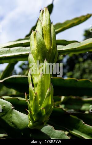 In den blauen Himmel und wartet auf die Drachenblume. Diese Blume blüht normalerweise nach Dämmerung und schließt sich nach Morgenlicht. Nahaufnahme gelbe Blume Stockfoto