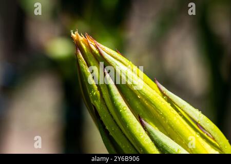 Die Drachenblume wartet auf die Blüte. Diese Blume blüht normalerweise nach 20 Uhr und schließt nach Morgenlicht. Nahaufnahme gelbe Blume Stockfoto