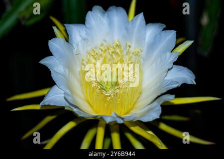 Die Drachenfrucht blüht in der Nacht der Blüte. Diese Frucht, auch Pitaya oder Erdbeerbirne genannt, ist eine von mehreren Sorten von Kaktuspflanzen Stockfoto