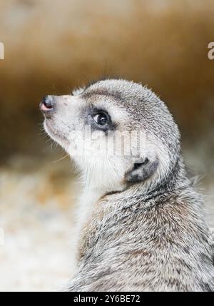 Porträt eines Erdmännchens. Benachrichtigen Sie das Tier aus der Nähe. Stockfoto
