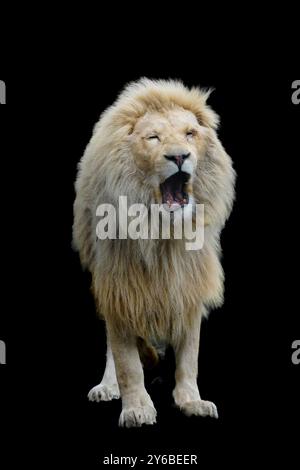 Porträt eines Löwen vor schwarzem Hintergrund. Stockfoto