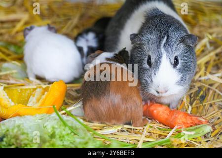 Porträt von niedlichen Meerschweinchen in einem Gehege. Stockfoto