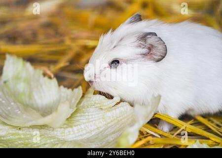 Porträt von niedlichen Meerschweinchen in einem Gehege. Stockfoto