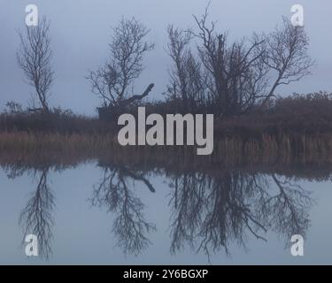 Grafische Birken spiegeln sich in einem See, der von frühmorgendlichem Nebel umgeben ist, im Naturschutzgebiet Fokstumyra, Dovre, Innlandet Fylke, Norwegen, Skandinavien. Stockfoto