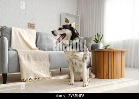 Süßer Husky-Hund im Wohnzimmer Stockfoto