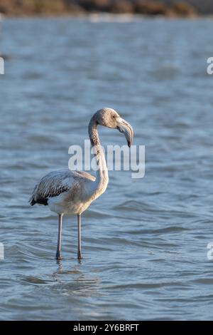 Ein wunderschöner Flamingo im Naturpark Molentargius Saline, Cagliari, Italien Stockfoto