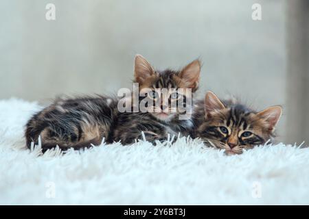 Niedliche zwei bengalen, einen Monat alte Kätzchen auf der weißen, wütlichen Decke aus nächster Nähe. Stockfoto