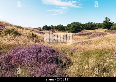 Wunderschöner Blick auf grasbewachsene Sanddünen und Feld mit violetten Heidekraut Blumen an einem sonnigen Spätsommertag auf Roemoe Island Dänemark. (Calluna vulgaris) Stockfoto