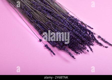 Getrocknete Lavendelblüten auf weichem rosa Hintergrund – Aromatherapie, Natur und minimalistische Blumendekoration für Ruhe und Entspannung Stockfoto