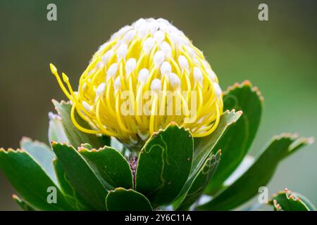 Leucospermum conocarpodendron viridum Familie Proteaceae gebräuchliche Namen grüne Baumkissen, Kreupelboom, Goudboom, Nahaufnahme oder Makro im Sommer Stockfoto