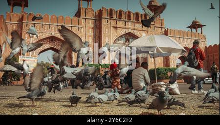 Jaipur, Rajasthan, Indien. Tauben Ernähren Sich Auf Den Straßen Von Jaipur In Der Nähe Von Chandpole Oder Moon Gate Ist Eines Der Besten Beispiele Der Rajput-Architektur Von Jaipurs Stockfoto