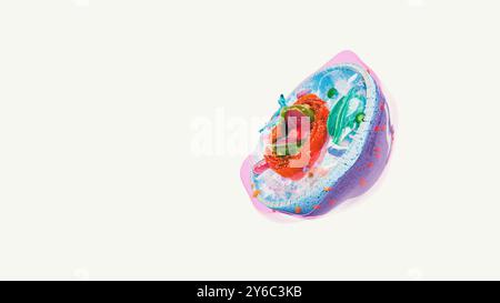 8 Organelle, Organelle in der menschlichen Zellstruktur. Arten menschlicher Zellen Stockfoto