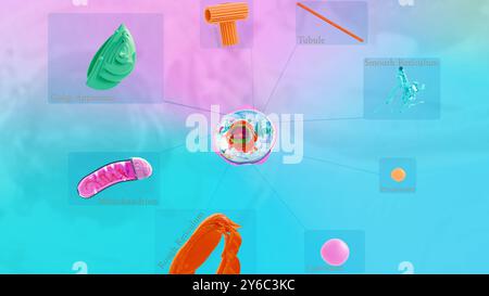 8 Organelle, Organelle in der menschlichen Zellstruktur. Arten menschlicher Zellen Stockfoto