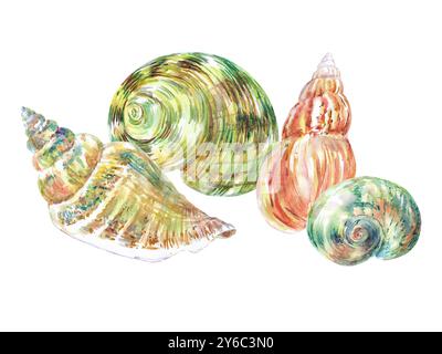 Muschelkomposition aus Rosy Wolf Schnecke, Calico Scallop, Turbo Moon, Voluta virescens, Muschel in Spirale Hand gezeichnet in Aquarell. Marine Stockfoto