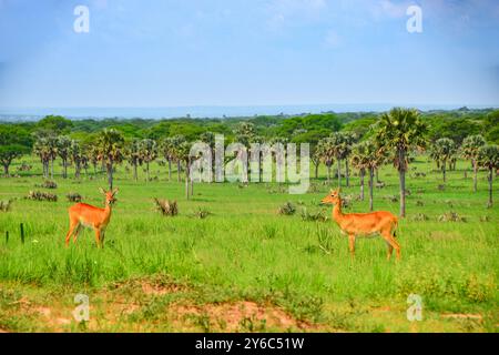 Uganda Kobs im Murchison Falls National Park Stockfoto