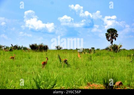 Oribis im Murchison Falls National Park Stockfoto