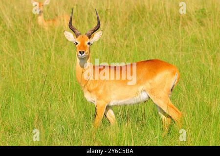 Ein männlicher Uganda Kob im Queen Elizabeth National Park Uganda Stockfoto