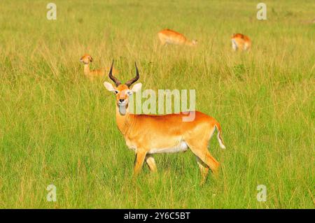 Ein männlicher Uganda Kob im Queen Elizabeth National Park Uganda Stockfoto