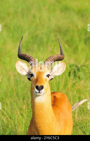 Ein männlicher Uganda Kob im Queen Elizabeth National Park Uganda Stockfoto