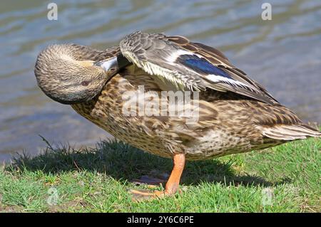 Stockenten (Anas platyrhynchos). Weibchen, das am Ufer eines Sees predigt. Deutschland Stockfoto