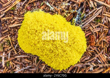Fuligo septica wächst auf dem Waldboden Stockfoto