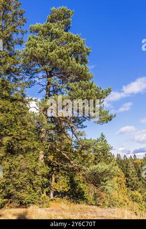 Kiefer am Waldrand ein sonniger Tag im Herbst Stockfoto