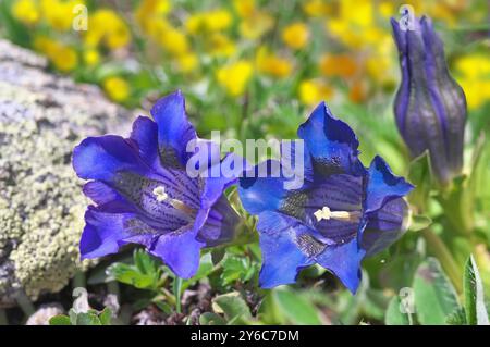 Stielloser Enzian, Trompete Enzian (Gentiana kochiana). Blumen. Alpen, Tirol, 2100 m, Österreich Stockfoto