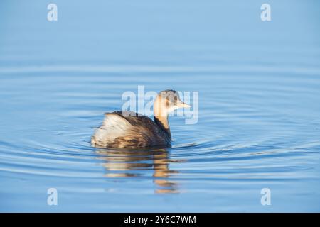 Zwergtaucher (Tachybaptus ruficollis). Erwachsener im nicht-brütenden Gefieder beim Schwimmen. Deutschland Stockfoto