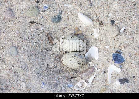 Zwergseeschwalbe (Sterna Albifrons). Nest mit zwei Eiern. Deutschland Stockfoto