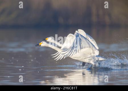 Bewick's Swan, Tundra Swan (Cygnus bewickii, Cygnus columbianus bewickii). Zwei Individuen, die vom Wasser abheben. Deutschland Stockfoto