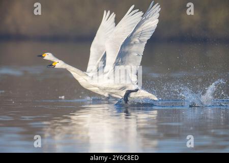 Bewick's Swan, Tundra Swan (Cygnus bewickii, Cygnus columbianus bewickii). Zwei Individuen, die vom Wasser abheben. Deutschland Stockfoto