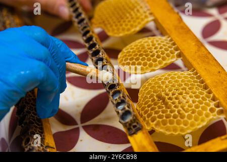 Imker erntet das Gelee Royale aus Königstassen mit einem Holzlöffel im Fokus. Stockfoto