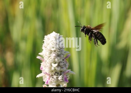 Tischlerbiene (Xylocopa violacea) im Flug Richtung Woolly Hedgenettle (Stachys byzantina). Deutschland Stockfoto