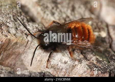 Europäische Orchardbiene (Osmia cornuta). Erwachsener auf Nisthilfe. Deutschland Stockfoto