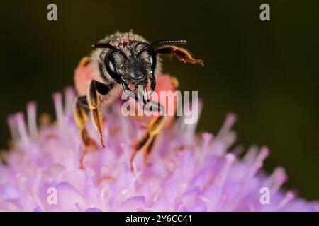 Große skabiöse Bergbaubiene (Andrena hattorfiana). Das Weibchen sammelt Pollen auf der Blüte der blauen Knöpfe (Knautia arvensis). Deutschland Stockfoto