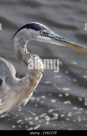 Nahaufnahme eines großen blauen Reihers mit einem scharfen Schnabel und einem auffälligen gelben Auge, der im Wasser steht. Stockfoto